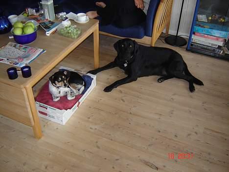 Dansk svensk gaardhund hans (død 29/4-2006)  - det er min kasse og den kan du bare ikke være i. ha,ha billede 12