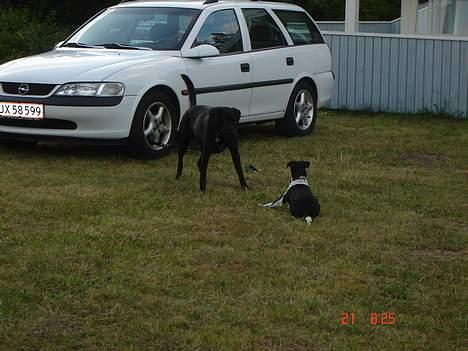 Dansk svensk gaardhund hans (død 29/4-2006)  - kom nu joshi, du kan ikke fange mig.........(på ferie med sin bedste kammerat) billede 13