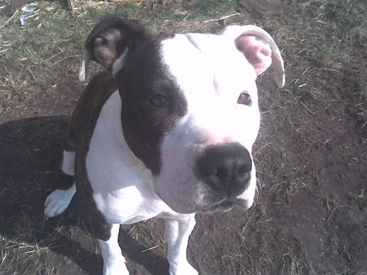 Amerikansk staffordshire terrier liegh - liegh april 08 billede 1