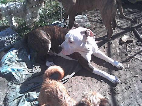 Amerikansk staffordshire terrier liegh - puha sikken en varme billede 3