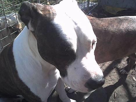 Amerikansk staffordshire terrier liegh - smukke liegh billede 4