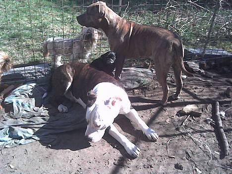 Amerikansk staffordshire terrier liegh - nyder varmen  billede 5