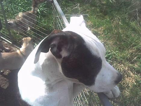 Amerikansk staffordshire terrier liegh billede 6