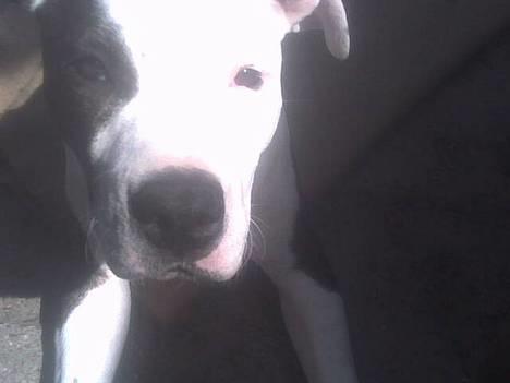 Amerikansk staffordshire terrier liegh billede 9