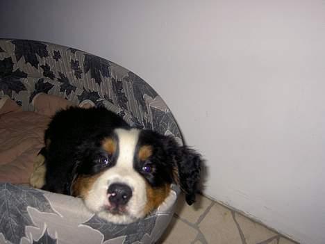 Berner sennenhund Hampus - Hejsa hvem er du? billede 1