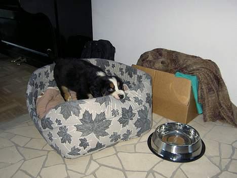 Berner sennenhund Hampus - haps! billede 2