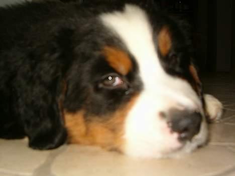 Berner sennenhund Hampus billede 3