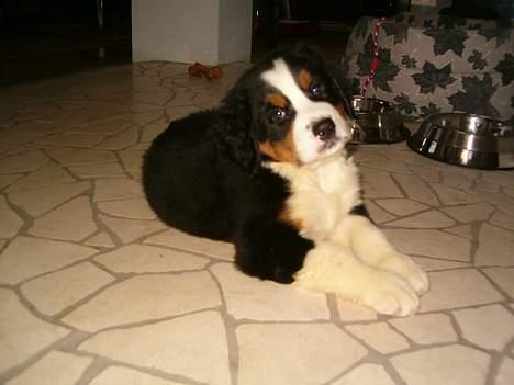 Berner sennenhund Hampus - Jeg er sød syns du ik? billede 4