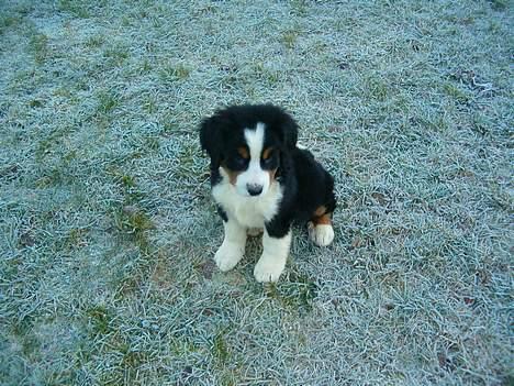 Berner sennenhund Hampus - Hvad er det hvide stads for noget? billede 5