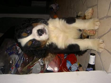 Berner sennenhund Hampus billede 6