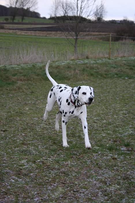 Dalmatiner ditte billede 11