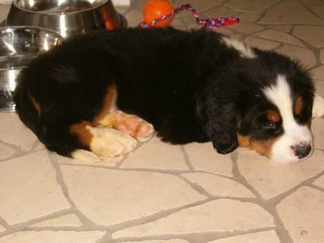 Berner sennenhund Hampus - Så er det altså snart godt med det der kamera halløj..! billede 7