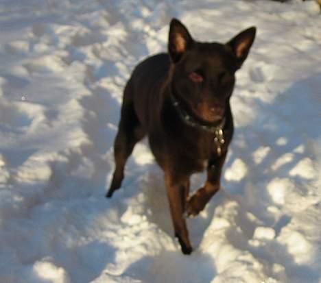 Australsk kelpie Clara billede 14