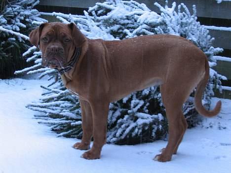 Dogue de bordeaux Freja - Død marts 2012. - Juletræet med syn pynt... billede 4