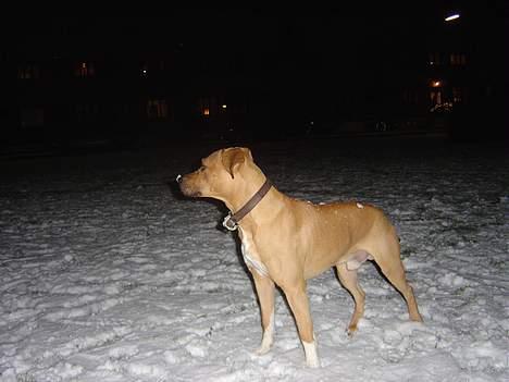 Amerikansk staffordshire terrier Killah - hvor blir alle de snebolde af som far kaster til mig hele tiden?? billede 14