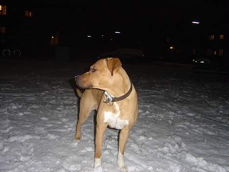 Amerikansk staffordshire terrier Killah - hvorfor ska i altid kaste sne i hovedt på mig :( billede 15