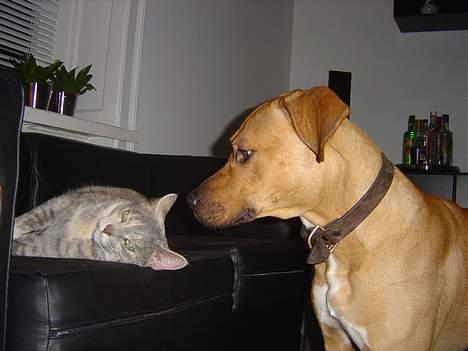 Amerikansk staffordshire terrier Killah - hva så missekat ska vi lege lidt??? billede 16