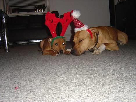 Amerikansk staffordshire terrier Killah - julemanden og hans lille hjælper  billede 17