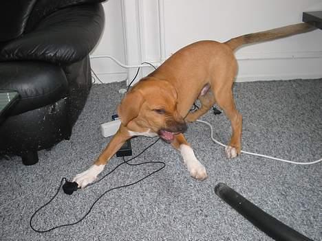 Amerikansk staffordshire terrier Killah - grrr jeg spiser dig!! billede 18