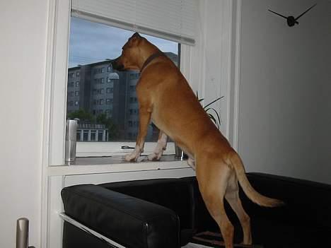 Amerikansk staffordshire terrier Killah - hvornår kommer min kæreste mon?? billede 19