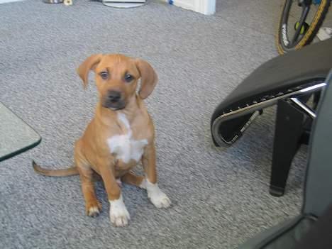 Amerikansk staffordshire terrier Killah - hvad laver du far?? billede 20