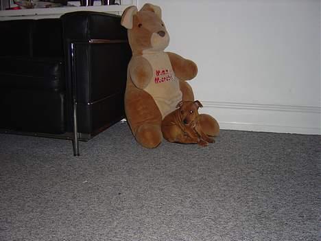 Staffordshire bull terrier Taco *Aarslevs Dekko* - Taco med sin lille bamse billede 16