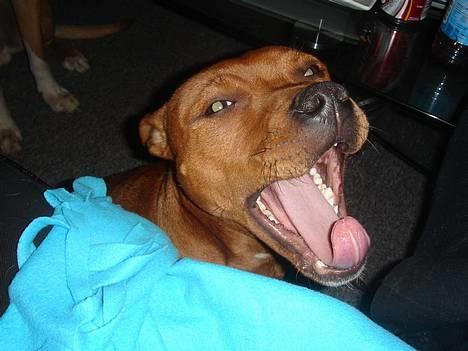 Staffordshire bull terrier Taco *Aarslevs Dekko* - FEED ME!!! billede 17