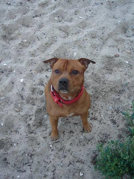 Staffordshire bull terrier Taco *Aarslevs Dekko* billede 18