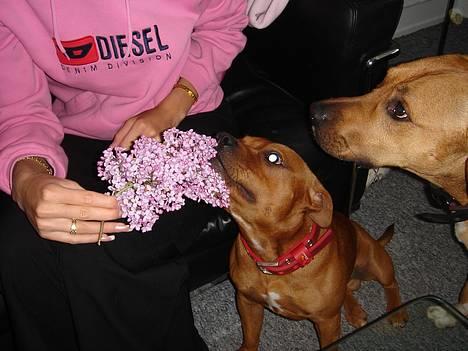 Staffordshire bull terrier Taco *Aarslevs Dekko* - uuuhm hvor dufter de godt mor :) billede 19