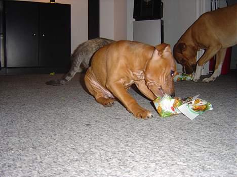 Staffordshire bull terrier Taco *Aarslevs Dekko* - hvad mon der er i min gave billede 20