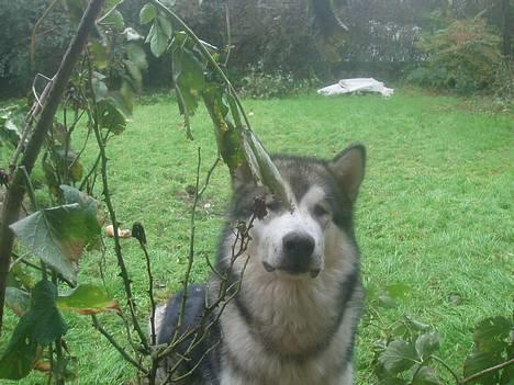 Alaskan malamute Unavoq's Dakotah Akiak - Hva er det dog for noget sjovt hvidt stads? billede 1