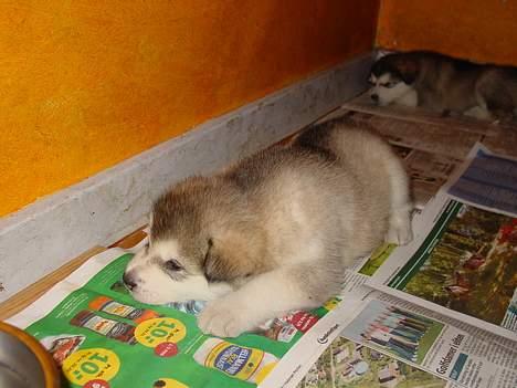 Alaskan malamute Unavoq's Dakotah Akiak - Tager lige en slapper, det er hårdt at være fra et kuld på 9 billede 2