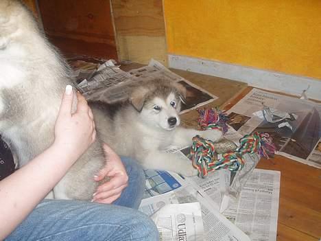 Alaskan malamute Unavoq's Dakotah Akiak billede 3