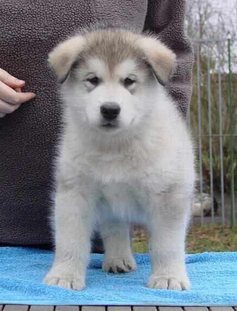 Alaskan malamute Unavoq's Dakotah Akiak - Poserer for kameraet.  billede 4