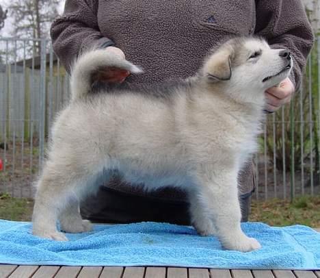 Alaskan malamute Unavoq's Dakotah Akiak billede 5