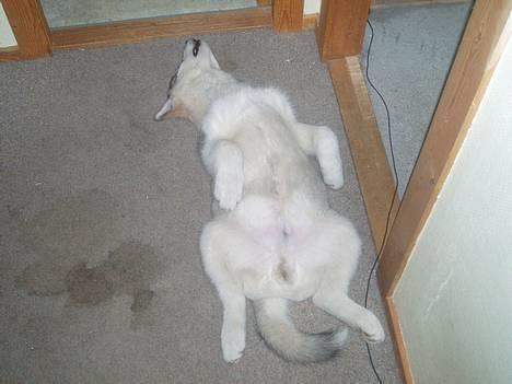 Alaskan malamute Unavoq's Dakotah Akiak billede 6