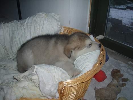 Alaskan malamute Unavoq's Dakotah Akiak billede 7