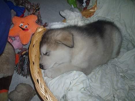 Alaskan malamute Unavoq's Dakotah Akiak billede 8