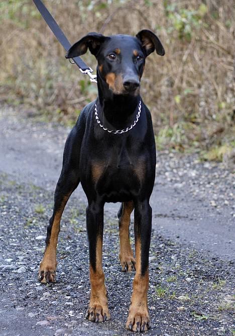 Dobermann Asja (Død) R.I.P - Tutti billede 1