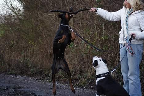 Dobermann Asja (Død) R.I.P - Ja jeg viser lige hvalpen hvordan man hopper billede 2