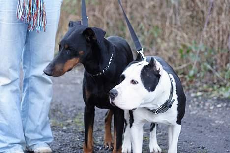 Dobermann Asja (Død) R.I.P - Øhm hva sker der?? Vi fatter minus!! billede 3