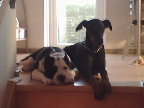 Dobermann Asja (Død) R.I.P - på trappen med den klamme hvalp...adr få ham væk... billede 5