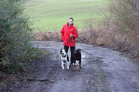 Dobermann Asja (Død) R.I.P - så nu vælter vi svogeren....jae jeg gør af min mor... billede 6