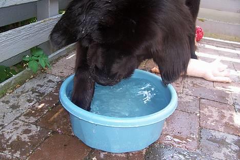 Newfoundlænder Mille - uuuuuuh elsker bare og pjaske med noget vand. billede 19