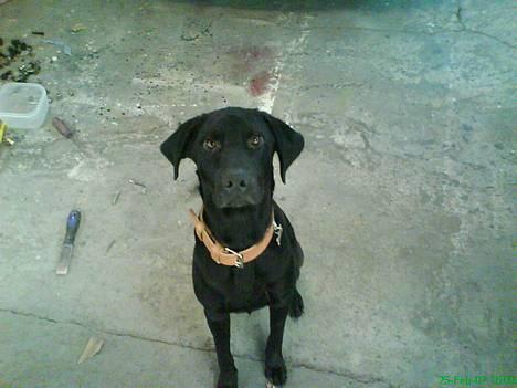 Blanding af racer speedy billede 15