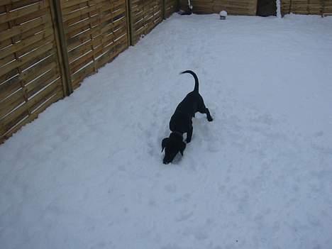 Blanding af racer speedy billede 16