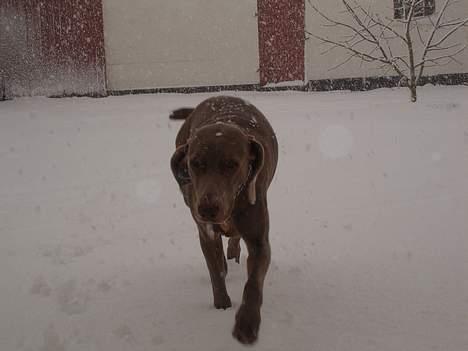 Weimaraner Kiwi - At se meget utilfreds ud. Iiih, dumme sne. billede 16