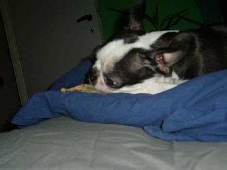 Boston terrier frida - godnat billede 2