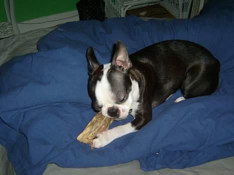 Boston terrier frida - miiiiiiiit billede 3