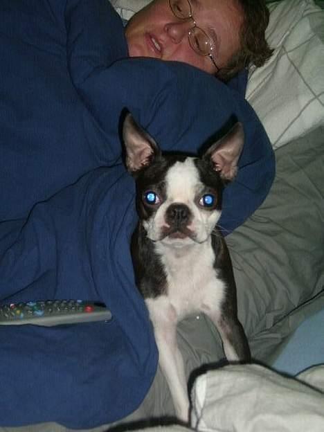 Boston terrier frida - hva laver du?? billede 4